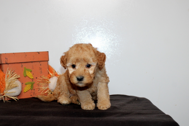 puppy, for, sale, Mini Goldendoodle F2B, Matthew B. Stoltzfus, dog, breeder, Gap, PA, dog-breeder, puppy-for-sale, forsale, nearby, find, puppyfind, locator, puppylocator, aca